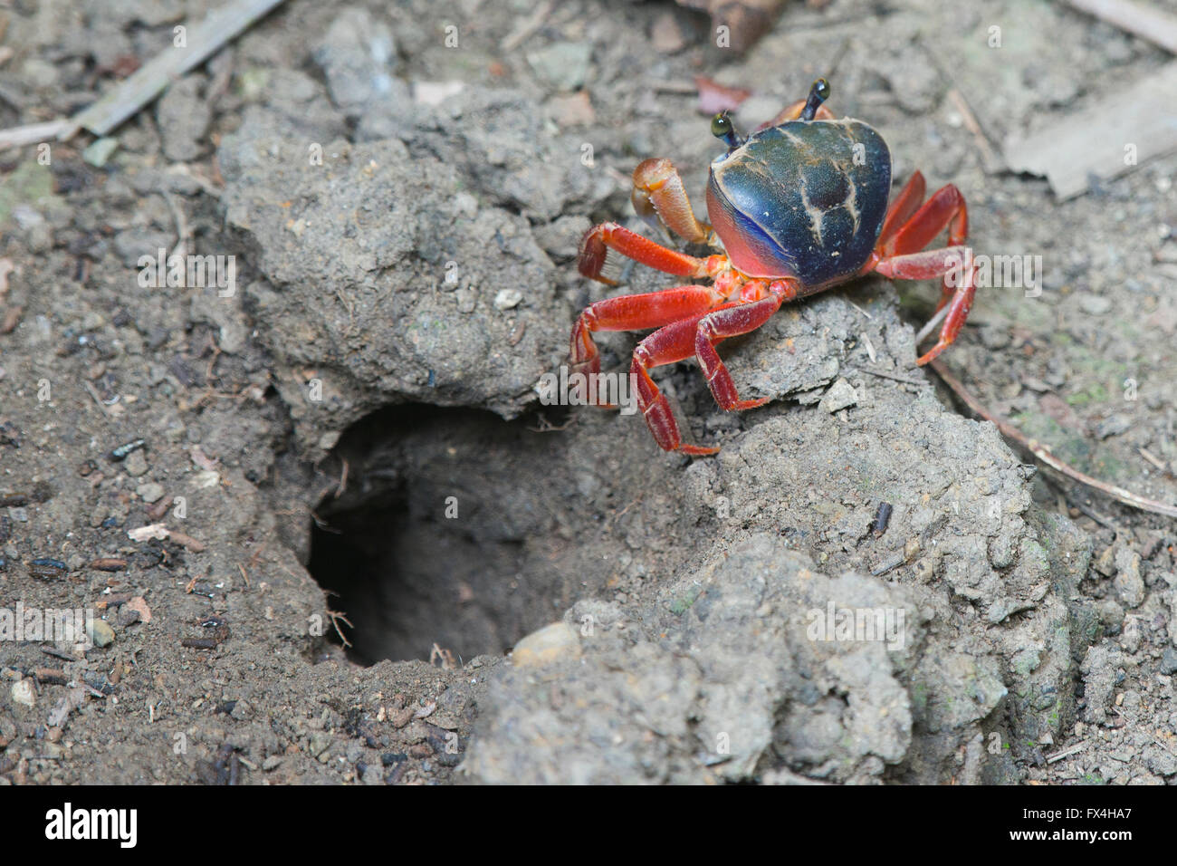 Rainbow crab (Cardisoma armatum) in front of cave, Manuel Antonio National Park, District Puntarenas, Costa Rica Stock Photo