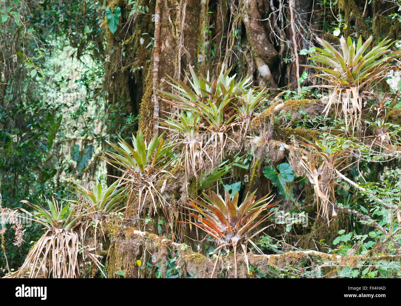 Bromeliads (Bromelia sp.) in the rain forest, Los Quetzales National Park, San José Province, Costa Rica Stock Photo