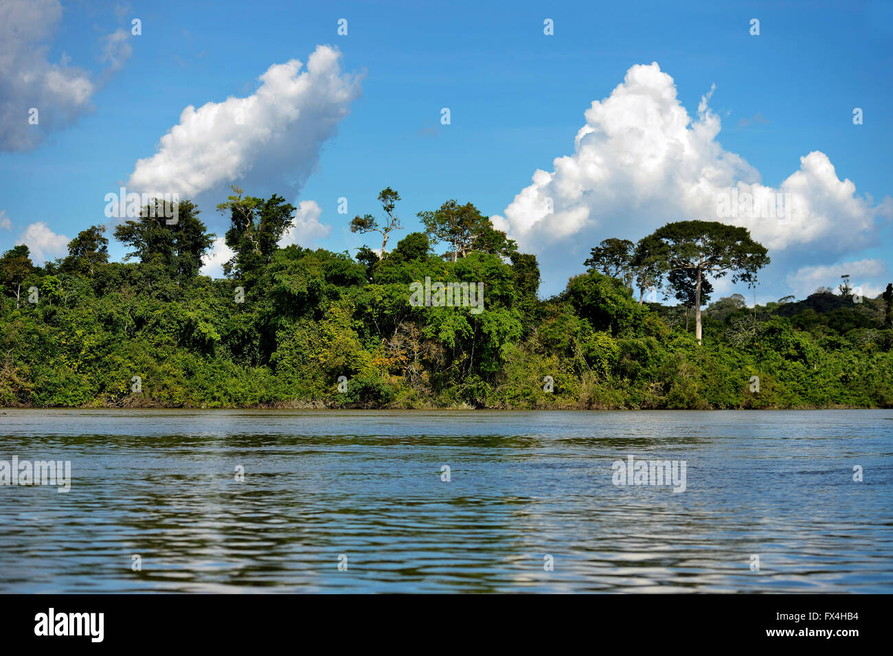 Tropical rainforest on the banks of the Rio Tapajos, Pimental, Itaituba ...