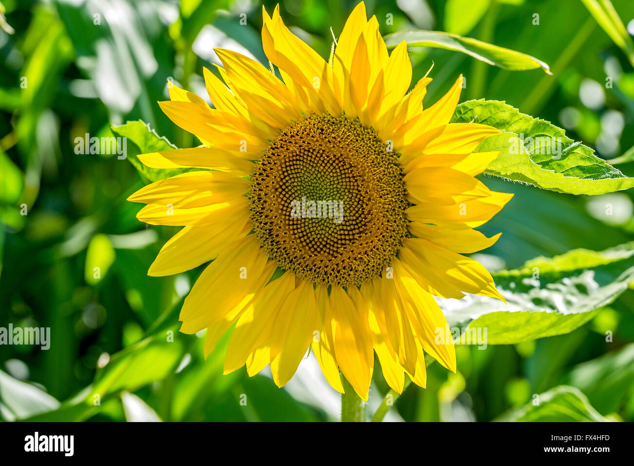 Sunflower (Helianthus annuus), Bavaria, Germany Stock Photo