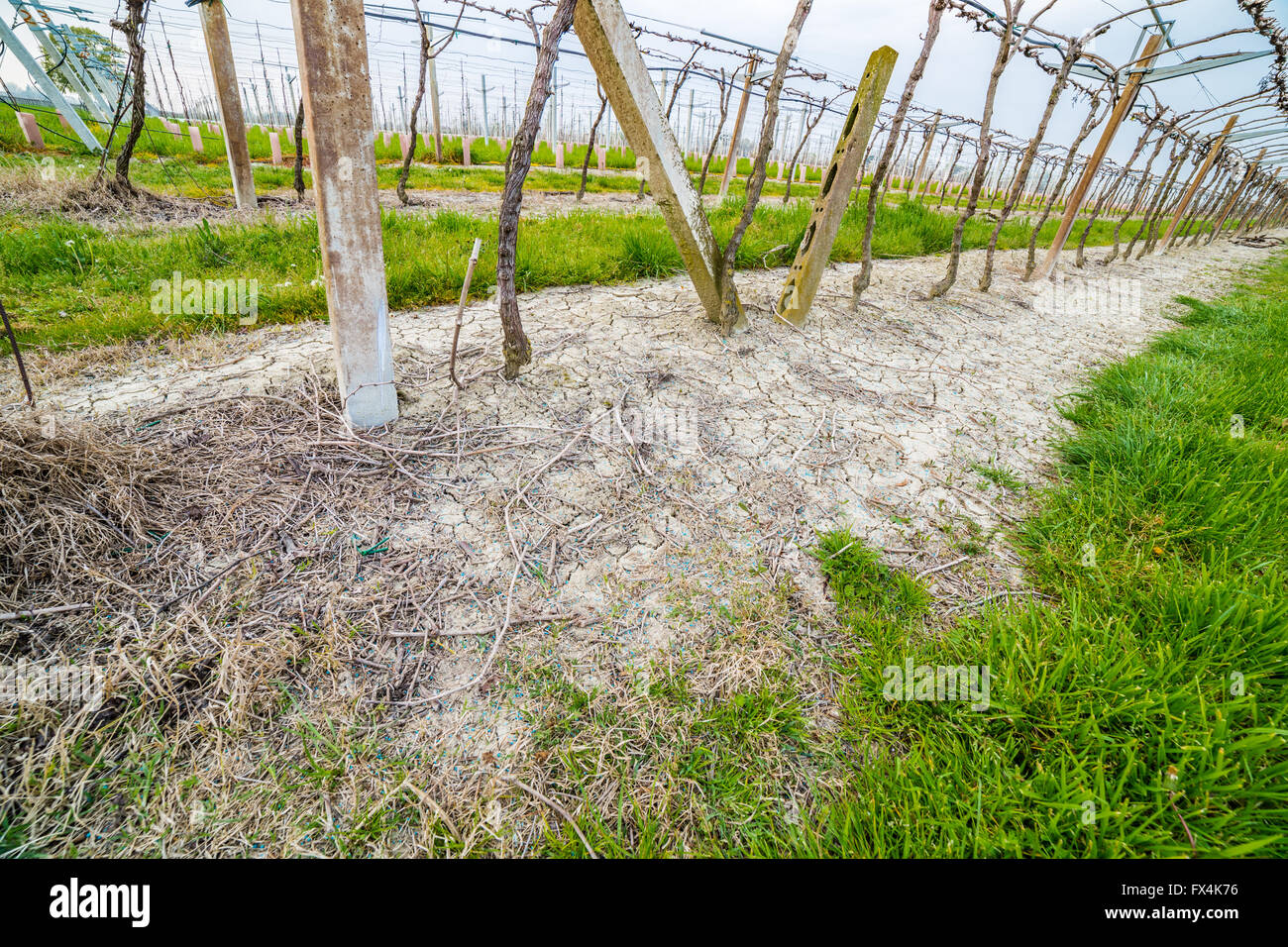 fertilizer granules in blue at the foot of vines in rows in Italy Stock Photo