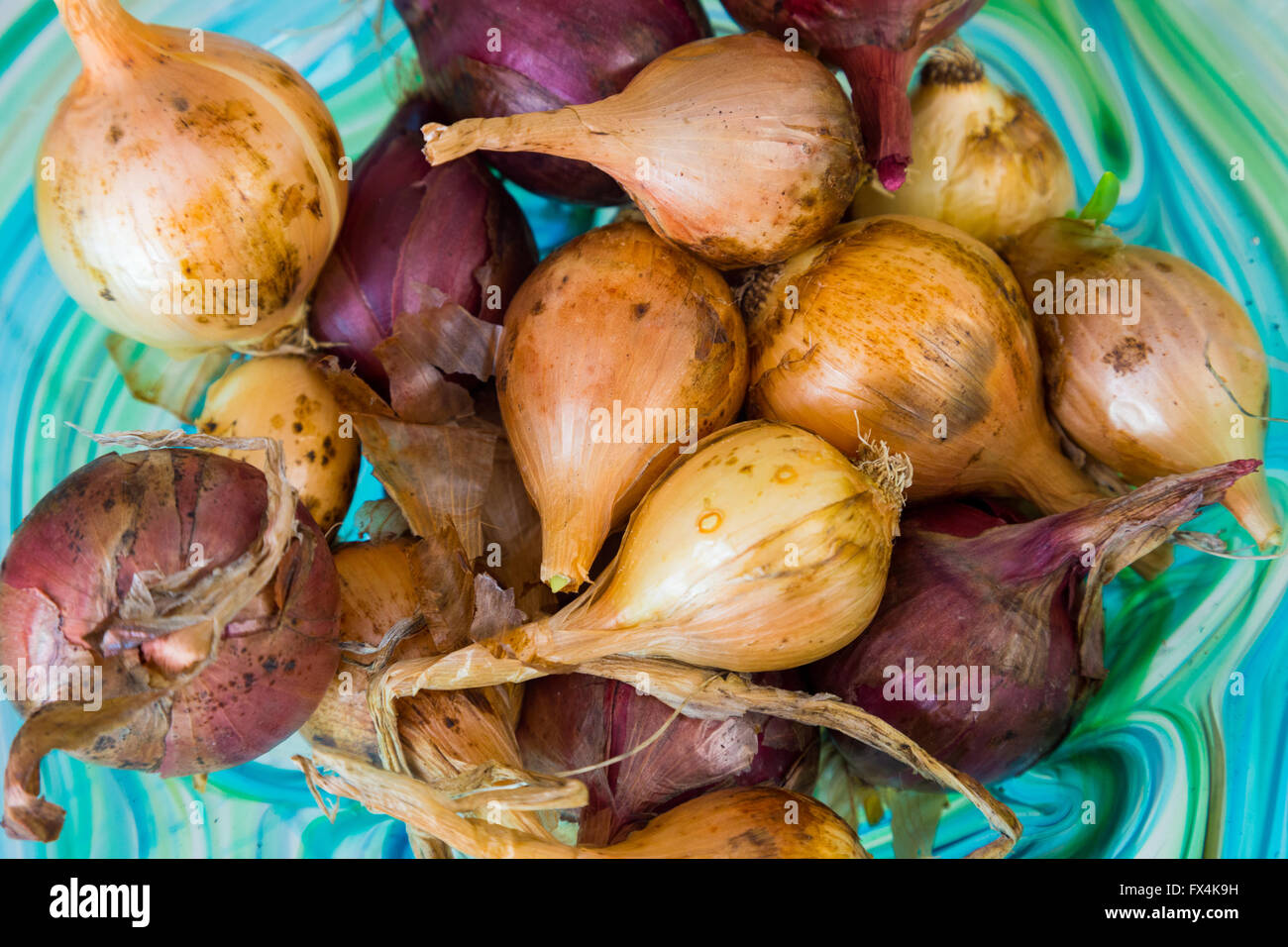 Organic homegrown hand-picked shallots and onions together in a bowl drying ready to be used for cooking. Stock Photo