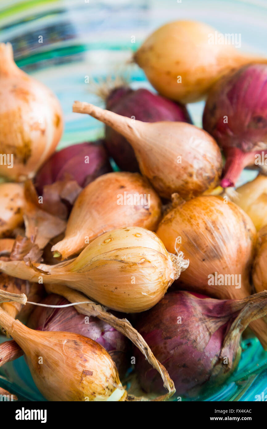 7,871 Bunch Shallot Royalty-Free Images, Stock Photos & Pictures