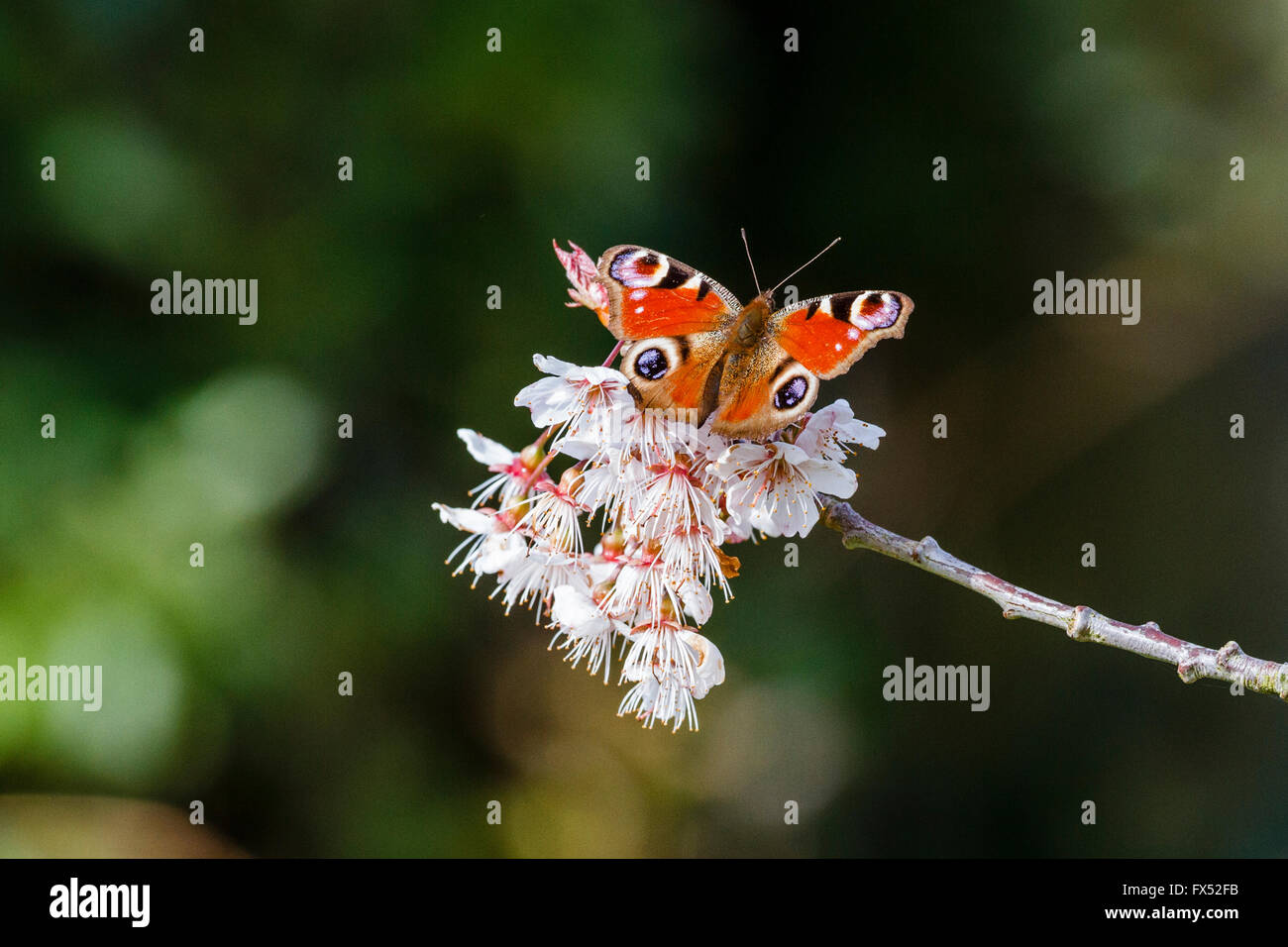 12th April, 2016. UK Weather: 12th April 2016. A Peacock butterfly (Inachis io) lands on some cherry blossom in the warm morning sunshine, East Sussex,UK Credit:  Ed Brown/Alamy Live News Stock Photo