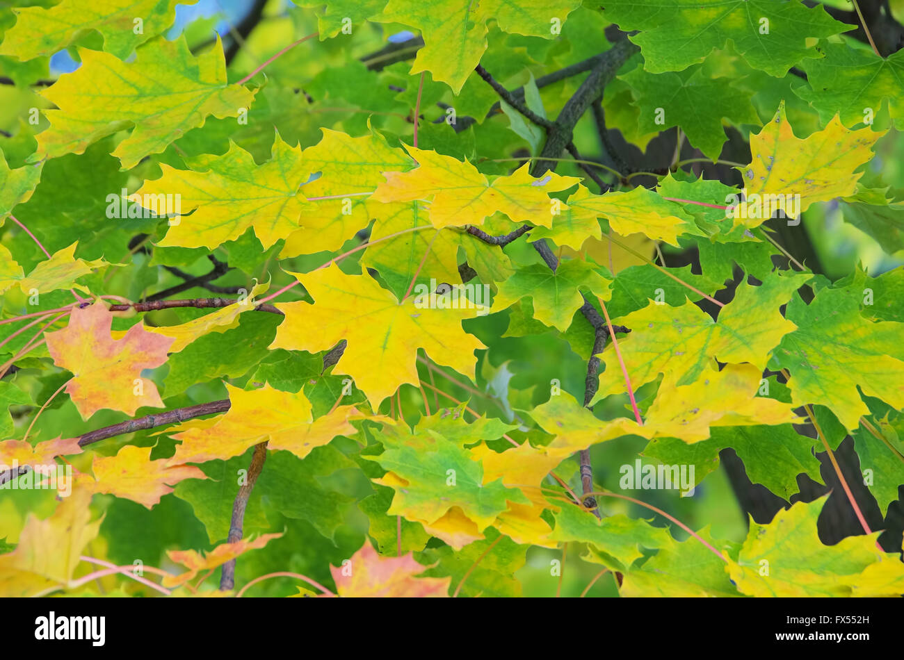 Ahornblatt - maple leaf 15 Stock Photo