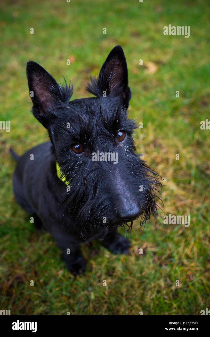 small black terrier mix