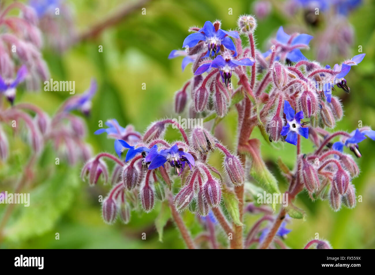 Borretsch blüht blau im Sommer - borage is blooming in blue, traditional spice Stock Photo