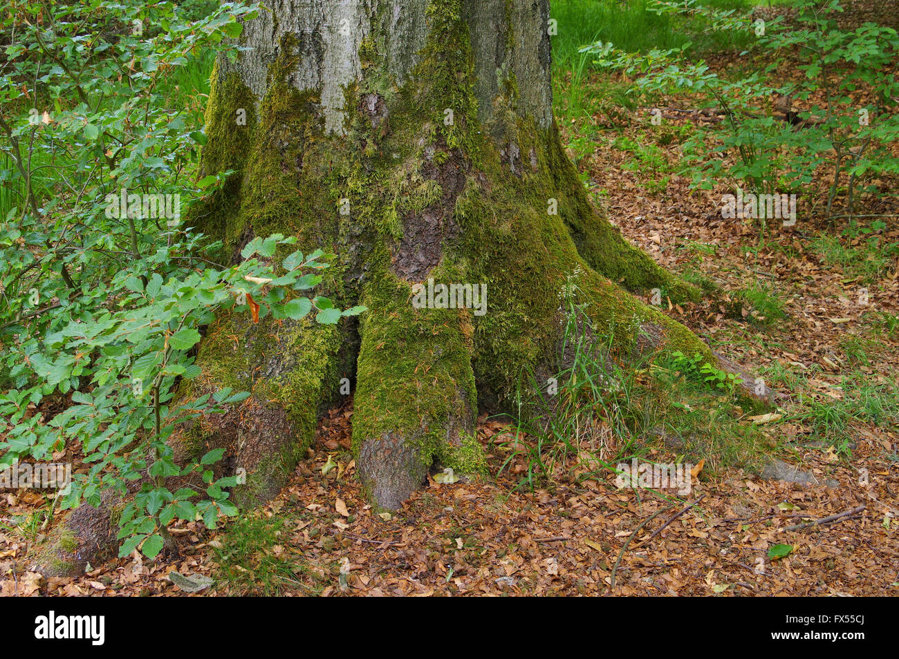 Buche mit alter Wurzel - beech tree andold root Stock Photo