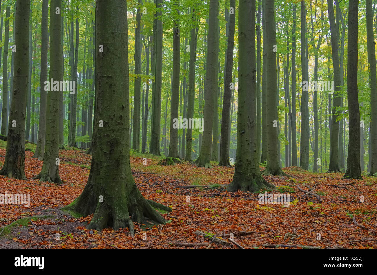 Буковый лес Германия