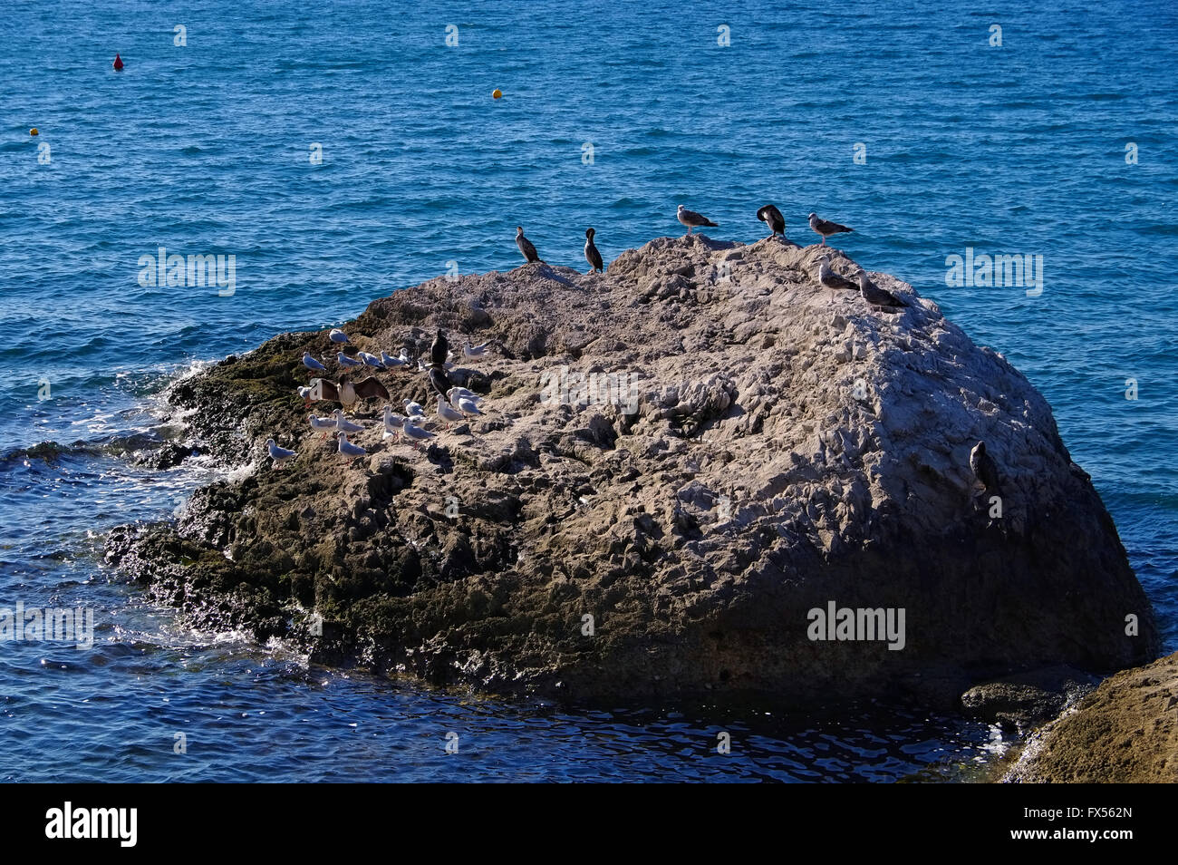 Lachmoewen und Trottellummen auf einem Felsen - Black-headed gull and Common murre on rock Stock Photo