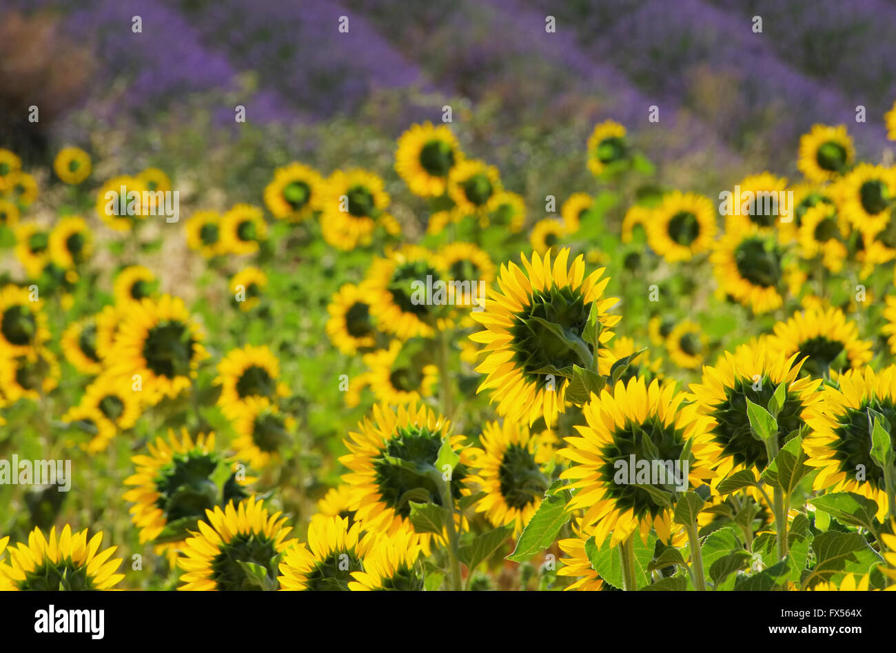 Lavendel und Sonnenblumen - lavender and  sunflowers 02 Stock Photo
