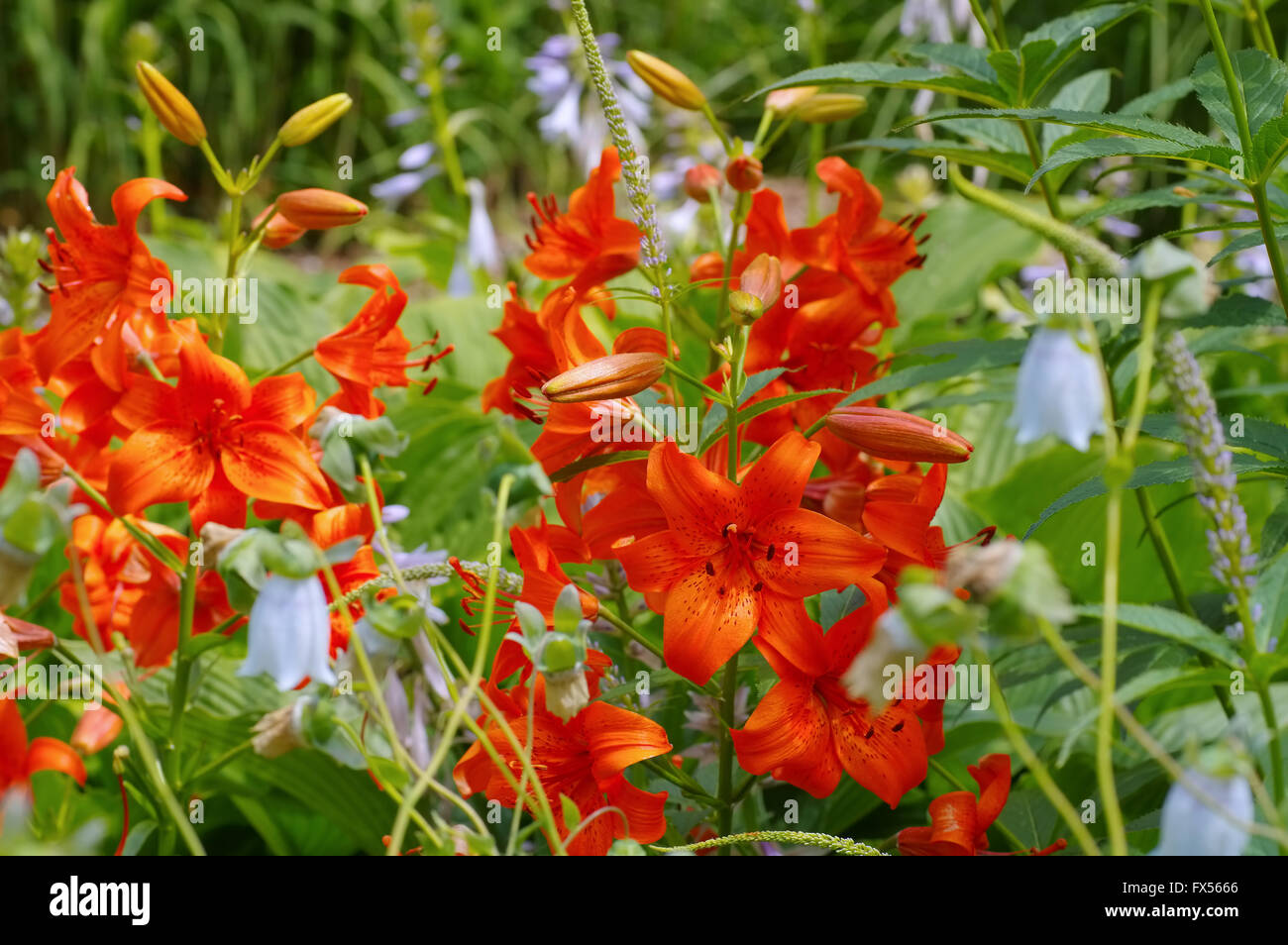 die Blume Lilium davidii Elwes - the flower Lilium davidii Elwes Stock Photo