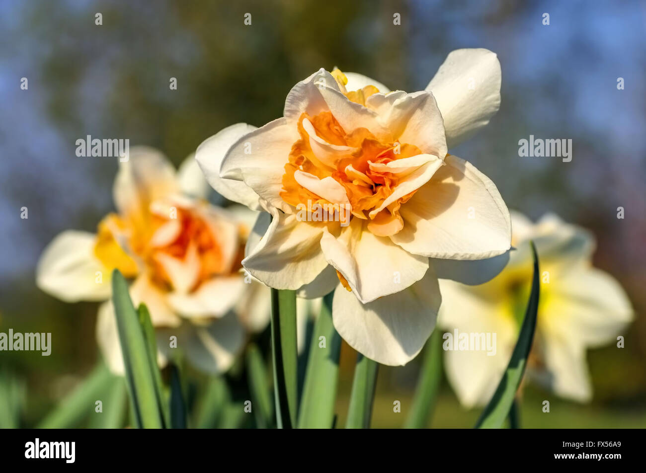 Narzisse der Sorte Orangery - the Daffodil flower is called Orangery Stock Photo