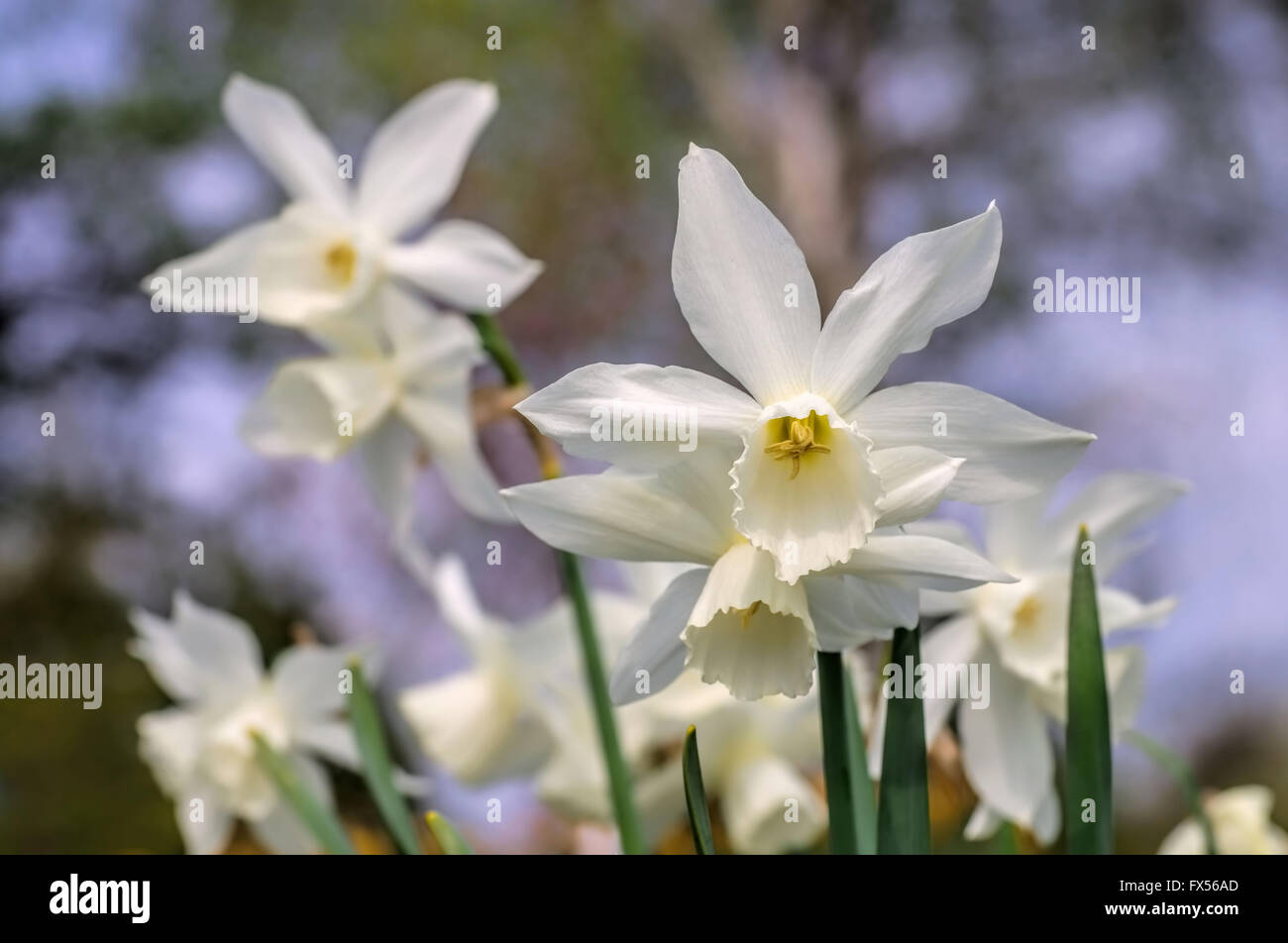 Engelstränen-Narzisse Narzisse Thalia - Narcissus Thalia, a variety of the wild Narcissus triandrus Stock Photo