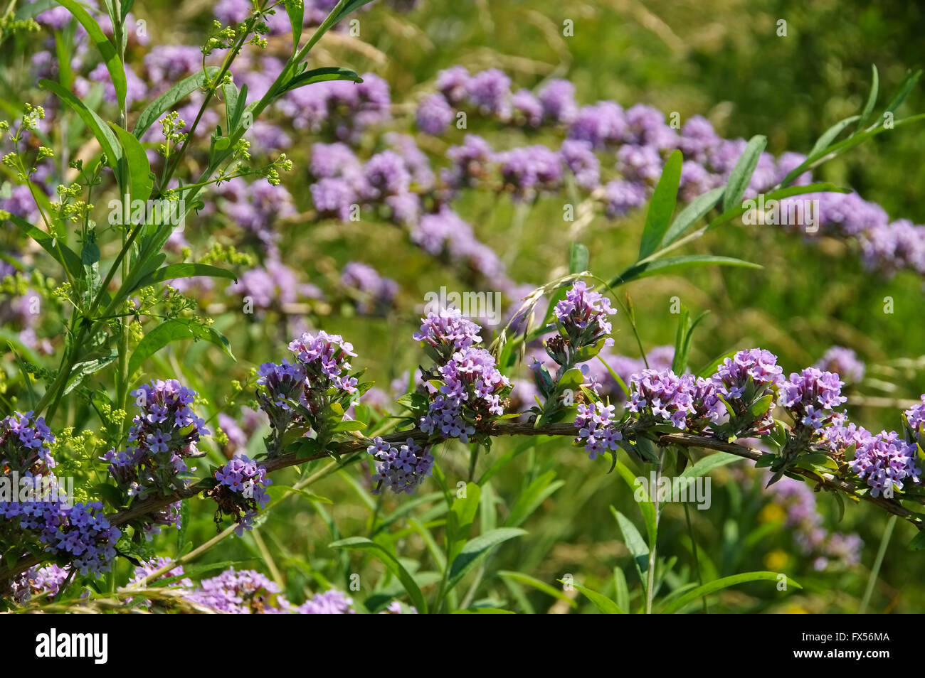 Schmalblättriger Sommerflieder blüht im Sommer - Buddleja alternifolia is blooming in summer Stock Photo