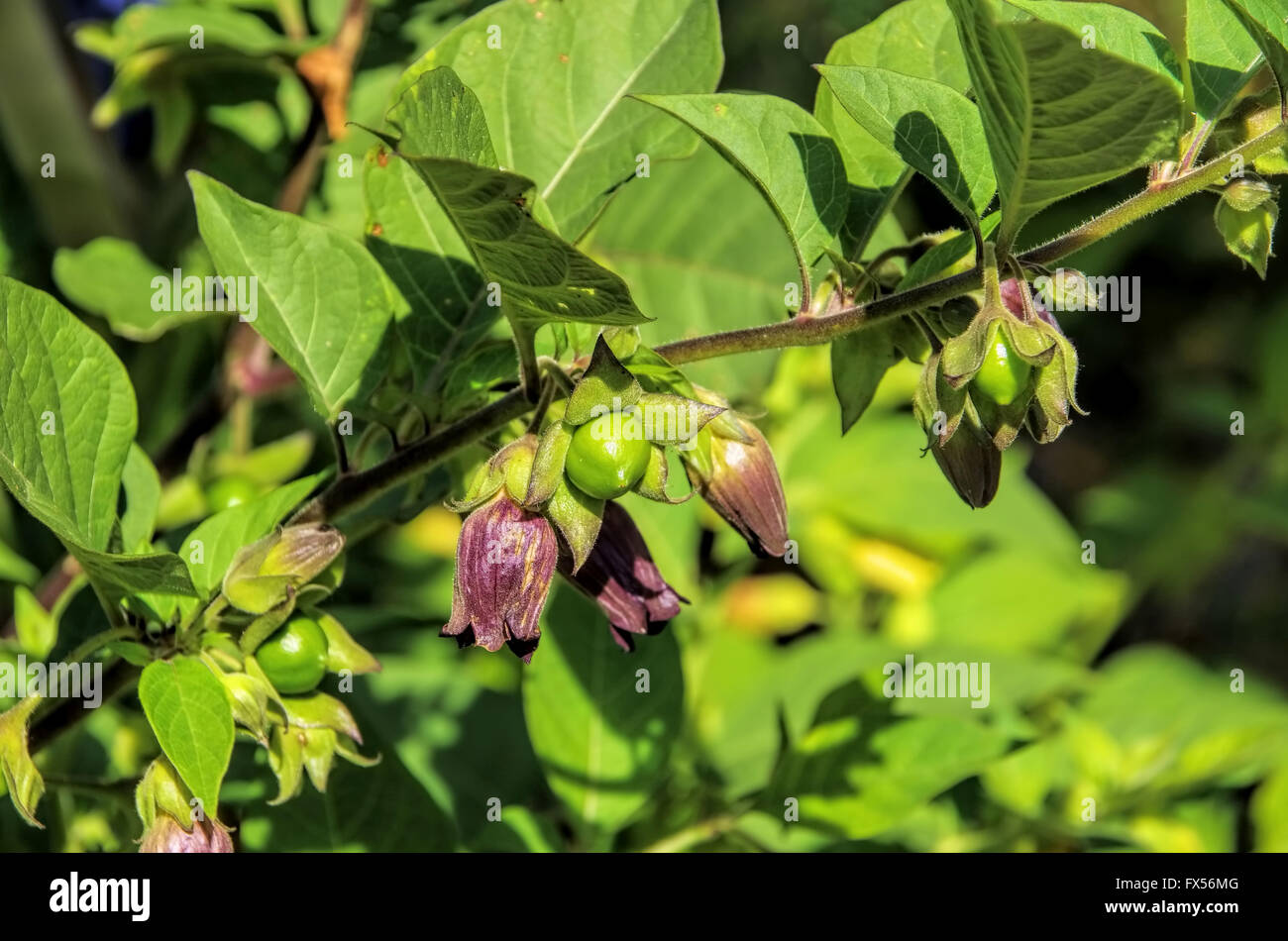 Blüten und Beeren der Schwarze Tollkirsche - flower and berries from deadly nightshade plant Stock Photo