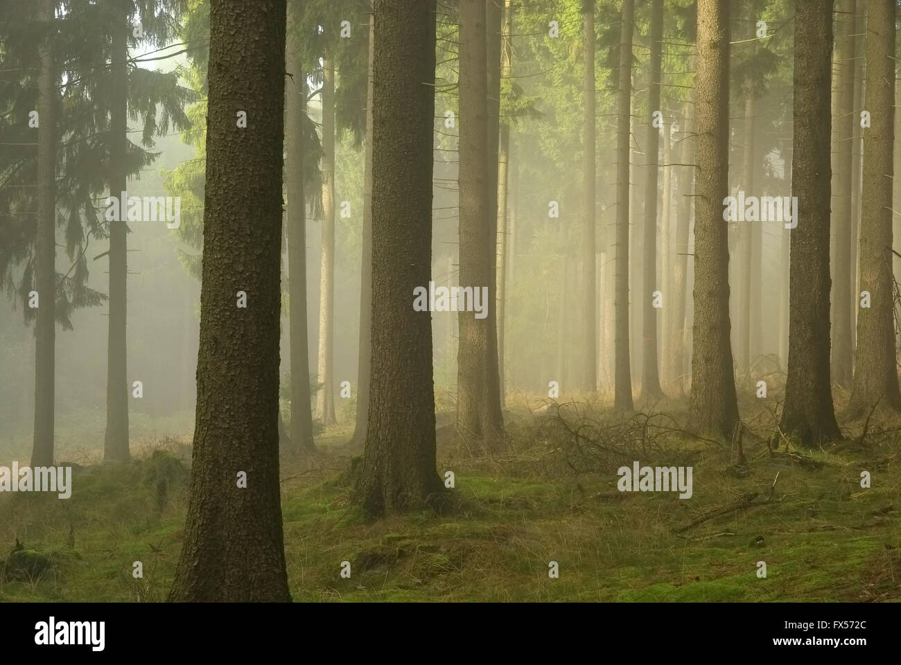 Wald im Nebel - forest in fog 02 Stock Photo