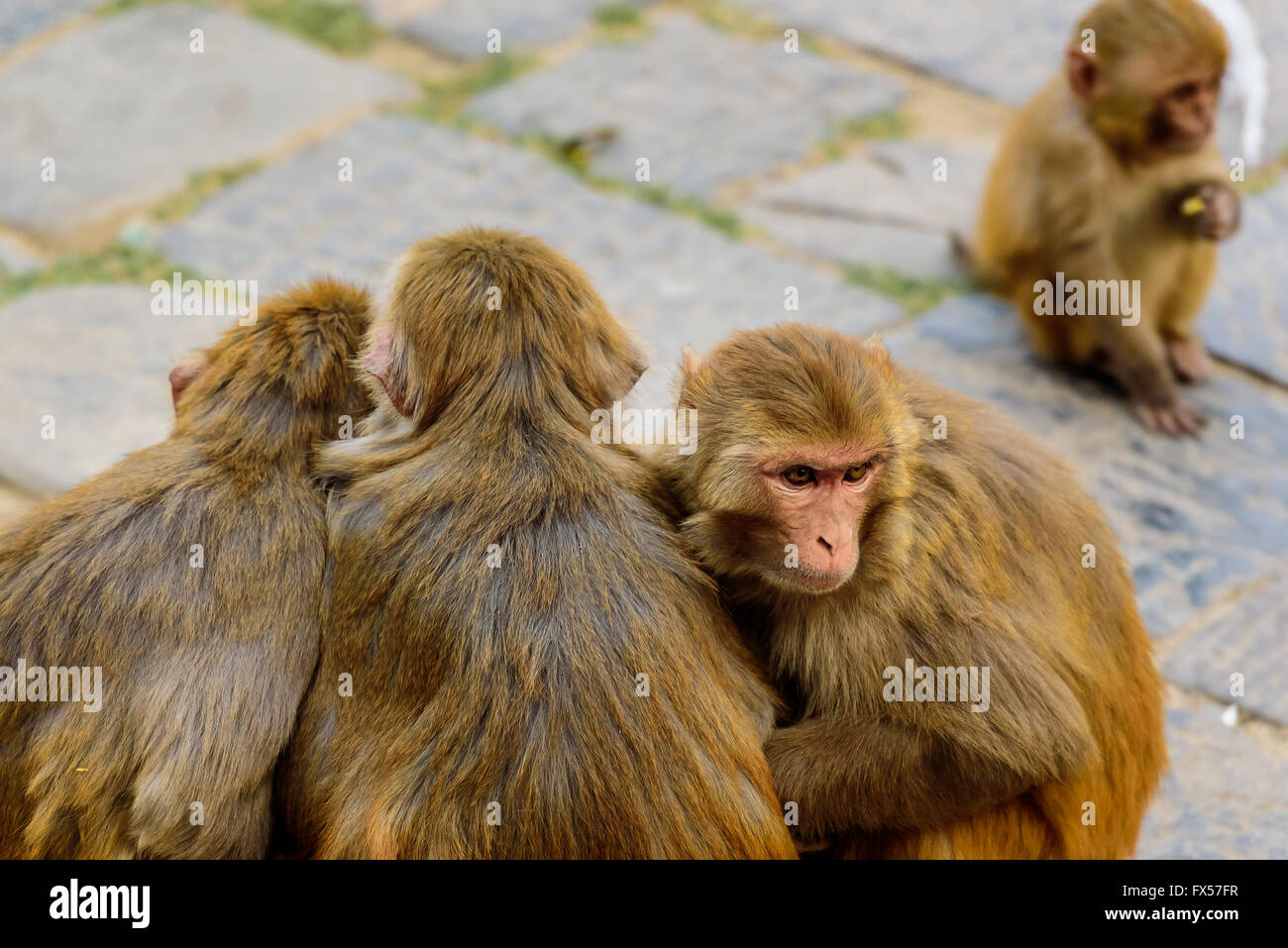 Group of monkeys huddle together as a young monkey sits far off Stock Photo