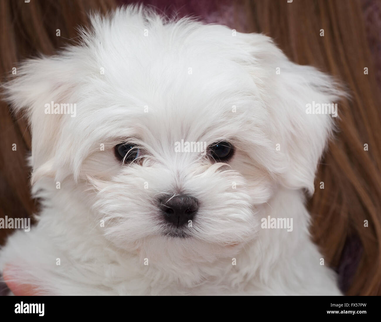 fluffy maltese