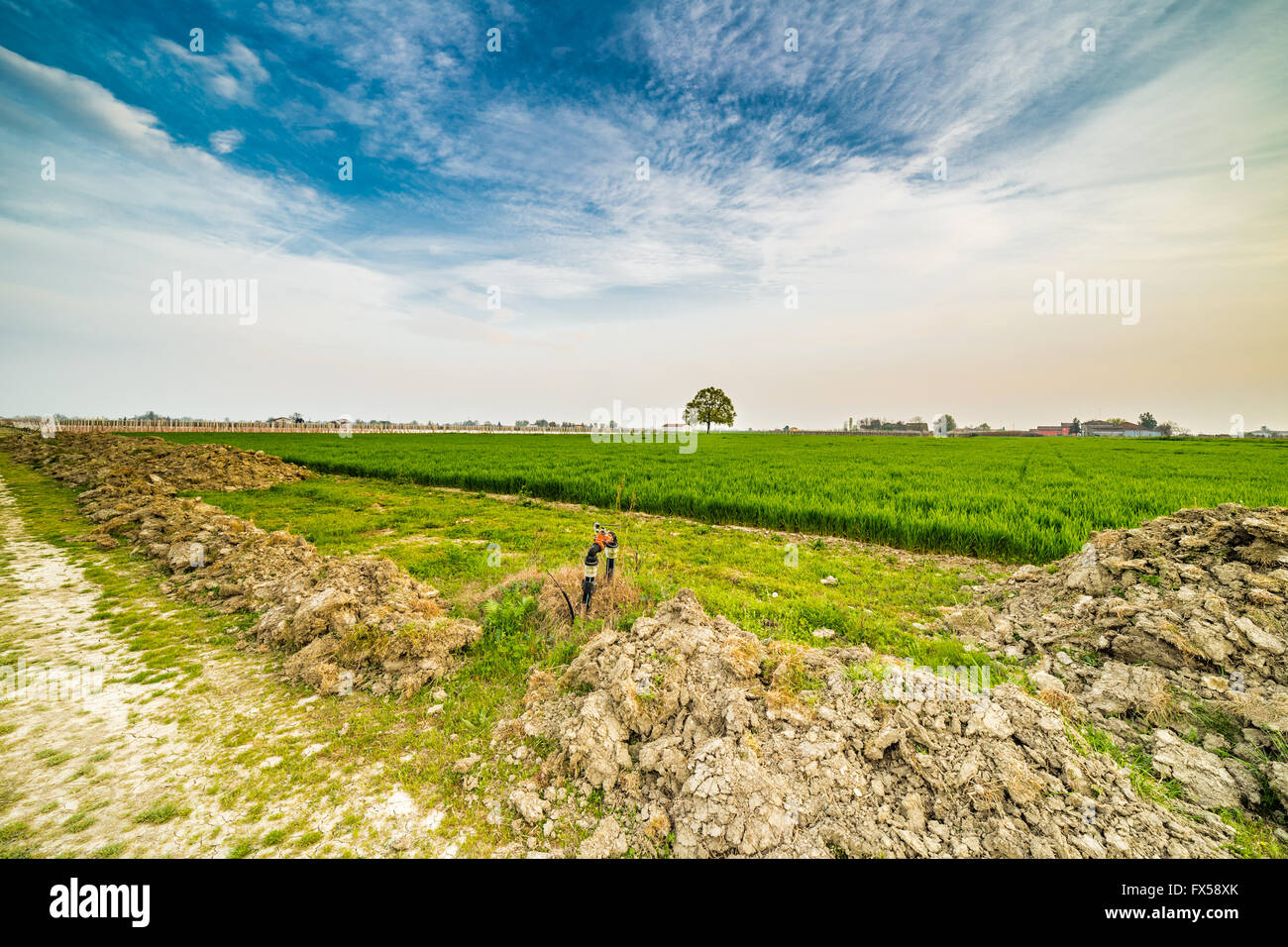 lonely tree in the middle of the green crops Stock Photo - Alamy