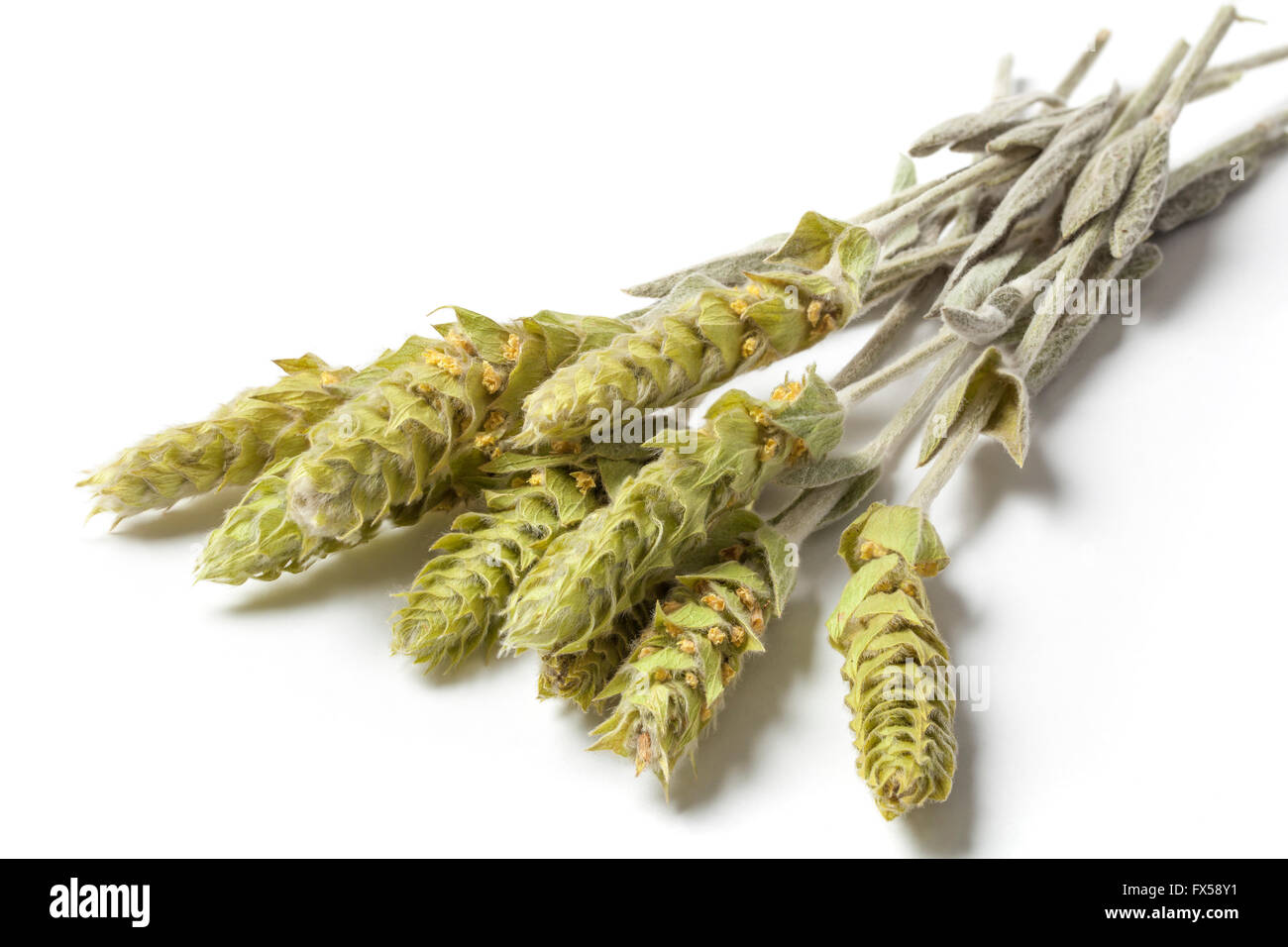 Several herbs stems of a mountain tea Sideritis Scardica isolated on white background. The herb is called The Green Hero of the Stock Photo