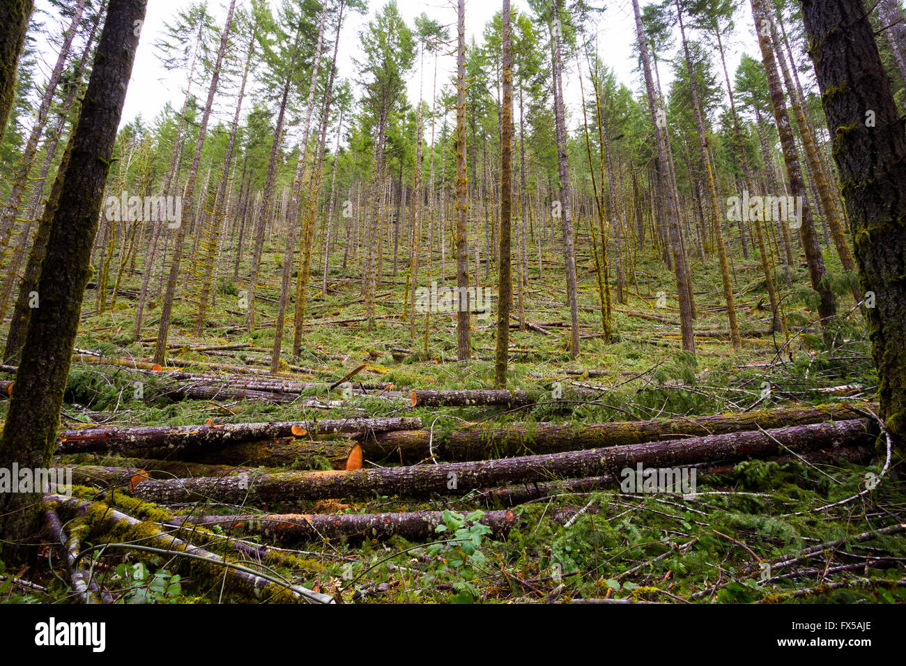 Tree thinning in a national forest shows detail of the logging industry in Oregon. Stock Photo