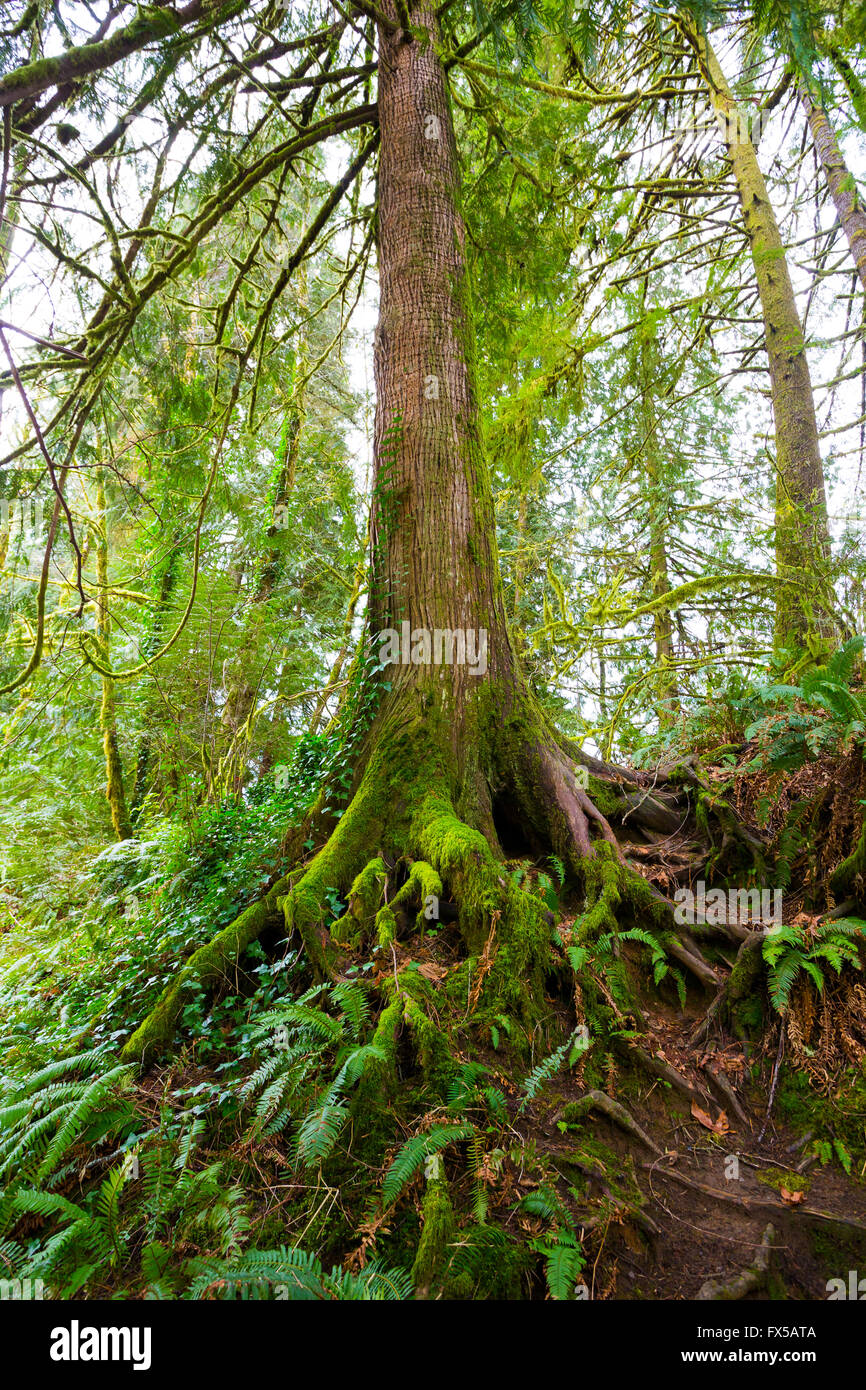 Fir Tree Roots High Resolution Stock Photography and Images Alamy