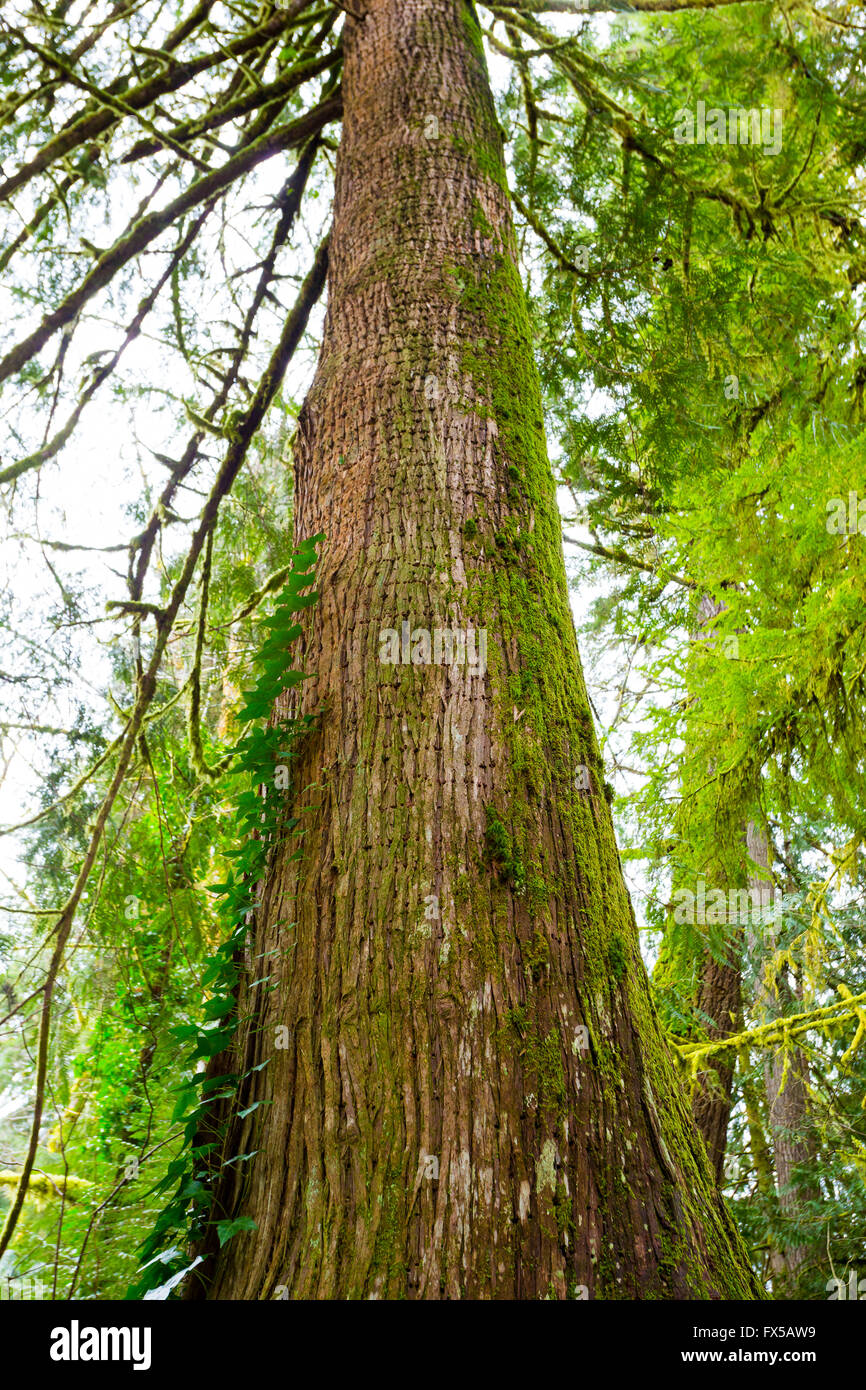 Fir tree roots hires stock photography and images Alamy