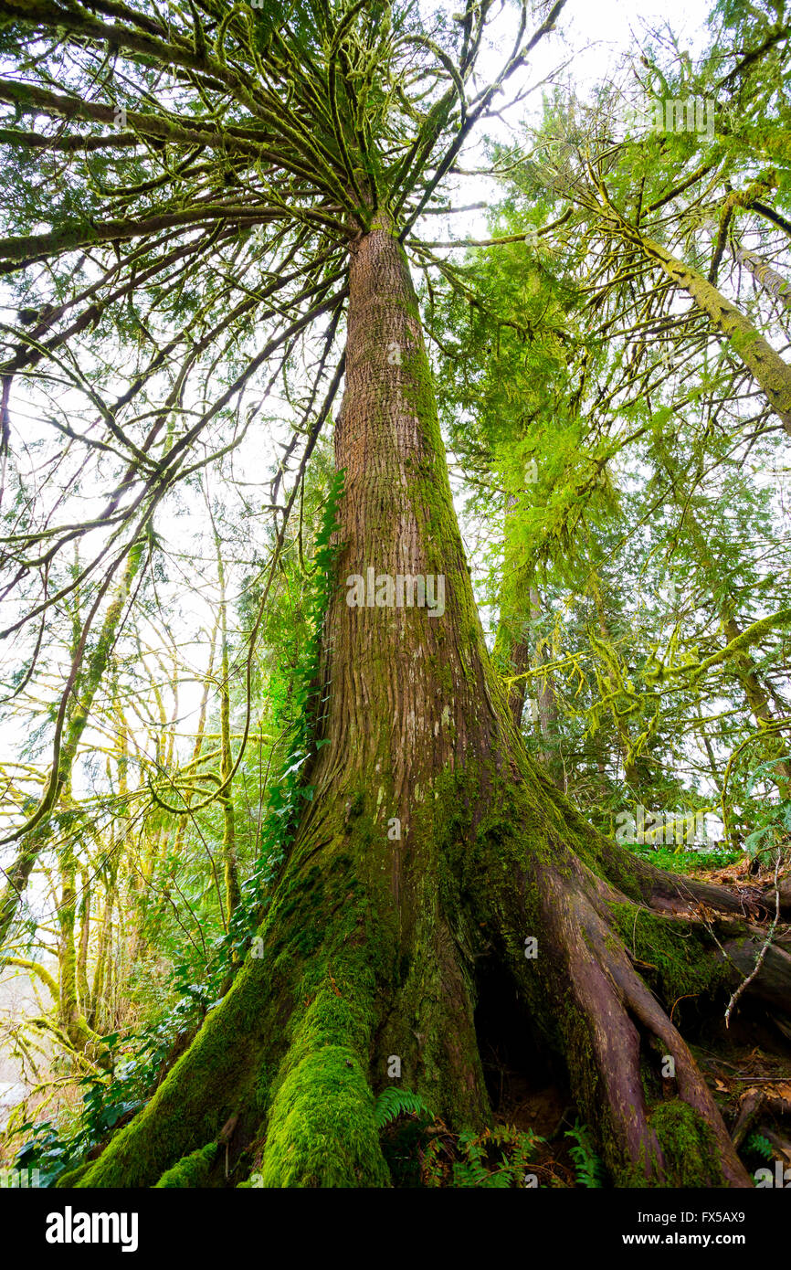 Tall fir tree with big roots, ferns, and moss growing at the bottom in the Siuslaw National Forest in Oregon. Stock Photo