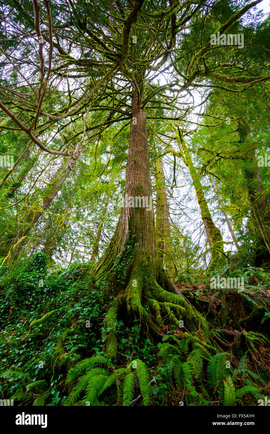Tall fir tree with big roots, ferns, and moss growing at the bottom in the Siuslaw National Forest in Oregon. Stock Photo