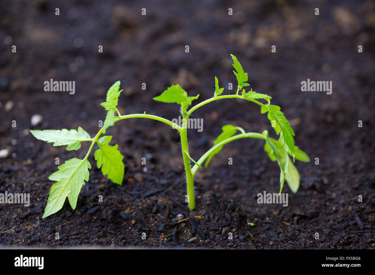 Young tomato plant hi-res stock photography and images - Alamy