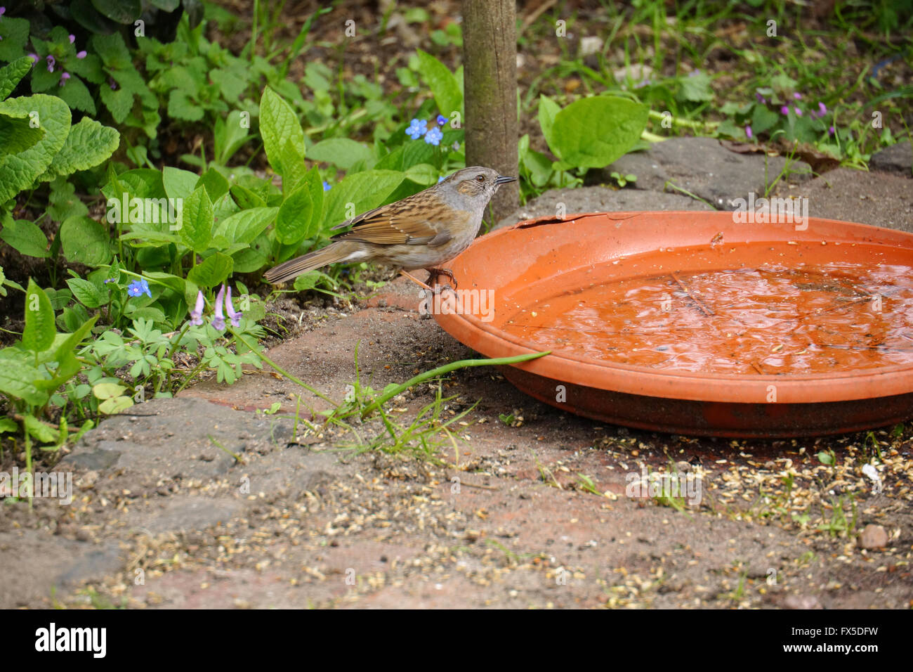 Dunnock Stock Photo