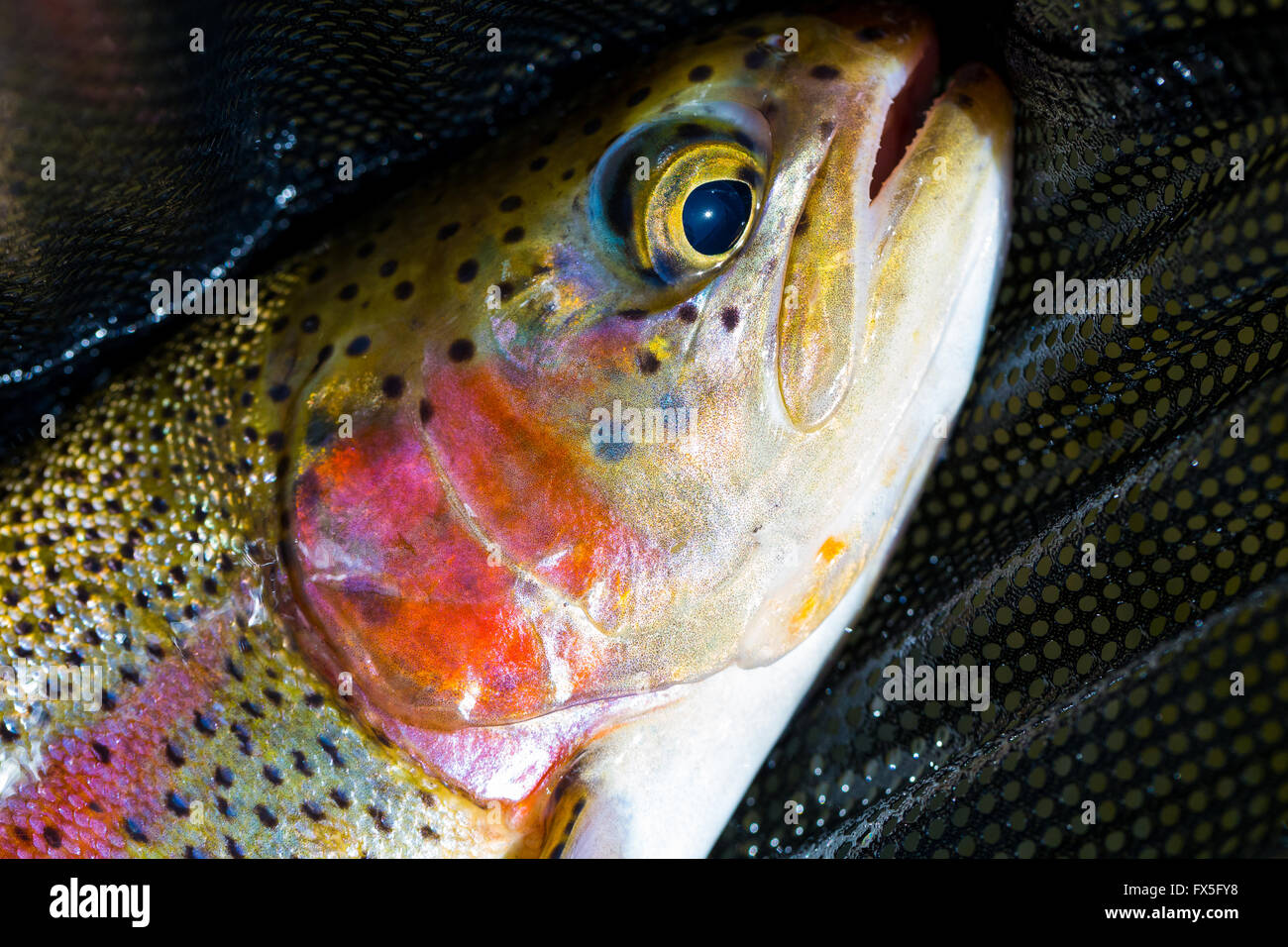 Redside rainbow trout native to the Deschutes River in Oregon Stock