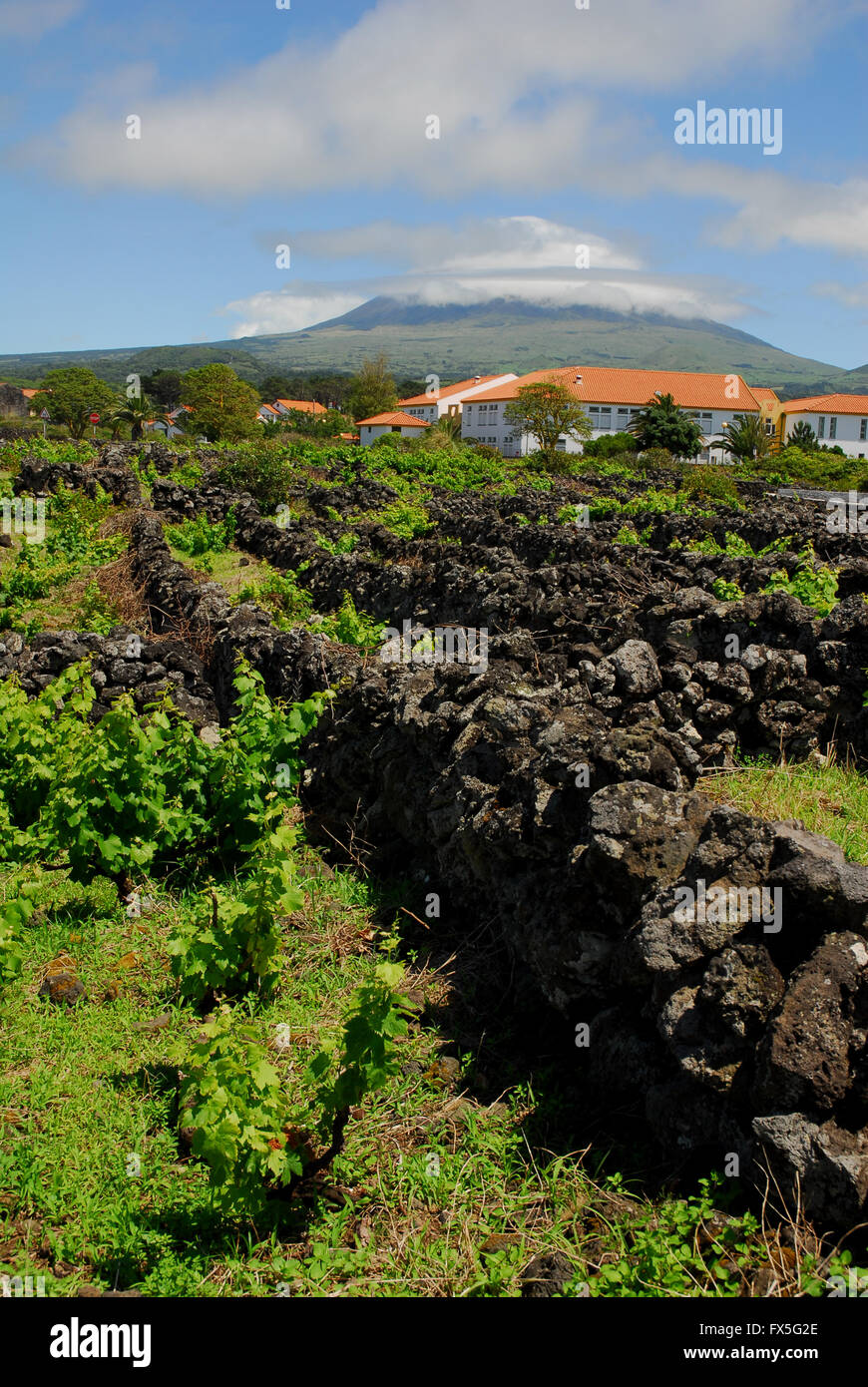 Azores, Pico, Vines, Viticulture, Wine Production World Heritage Site Stock Photo