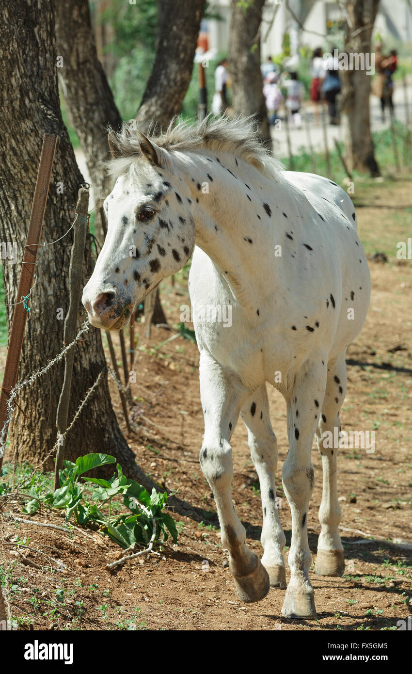 Portrait of a white horse with black spots Stock Photo