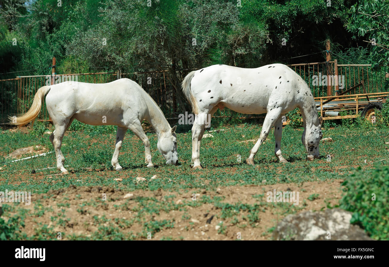 two white horse grazing on grass Stock Photo