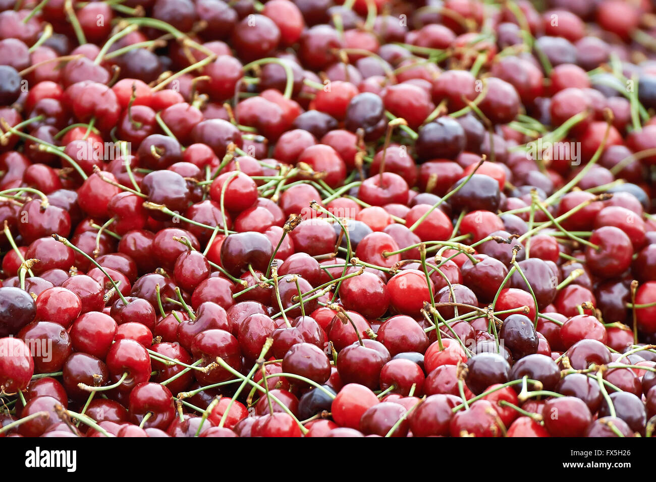 cherry　写真のR 1個 74,200+ Red And Green Cherries Pictures Stock Photos, Pictures