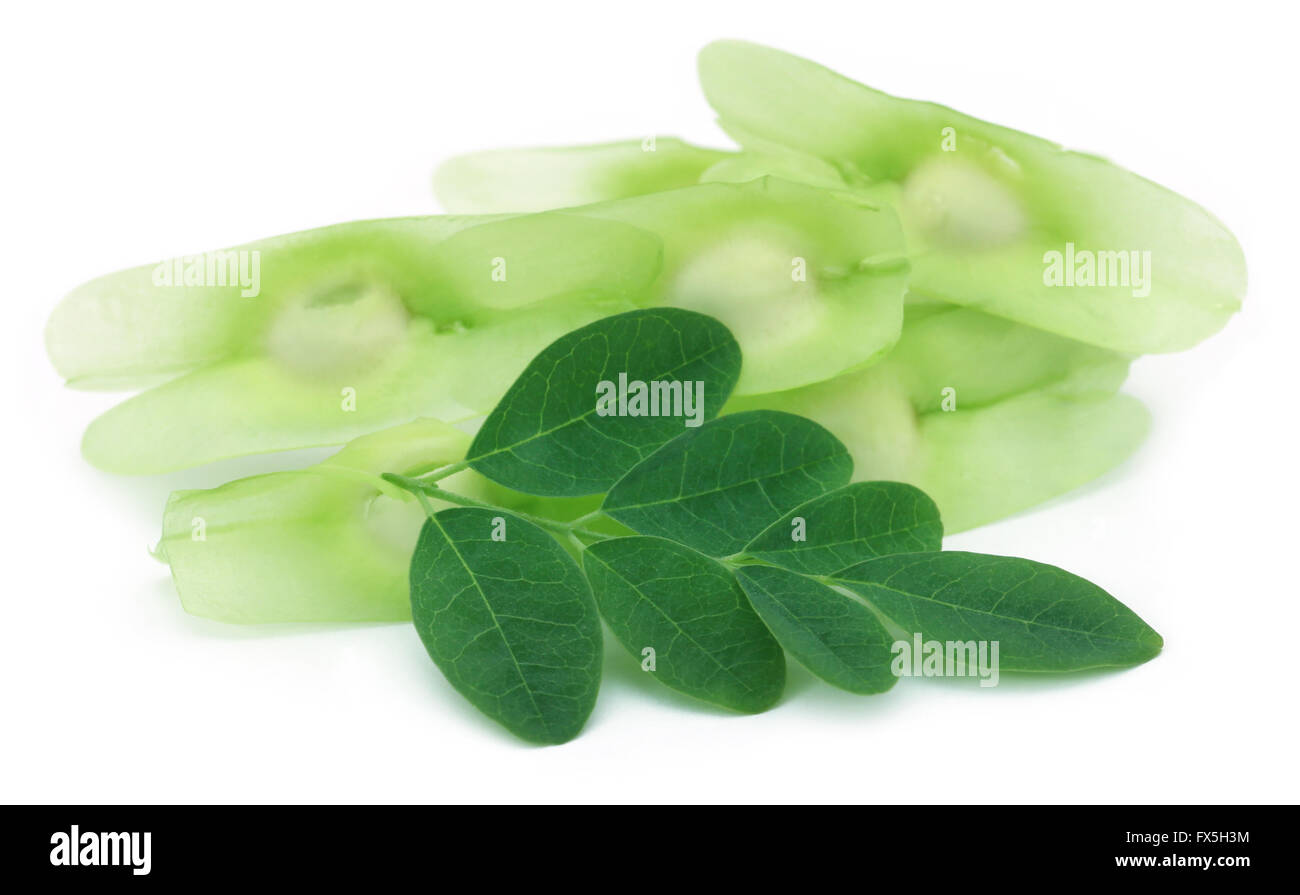 Moringa seeds with leaves over white background Stock Photo