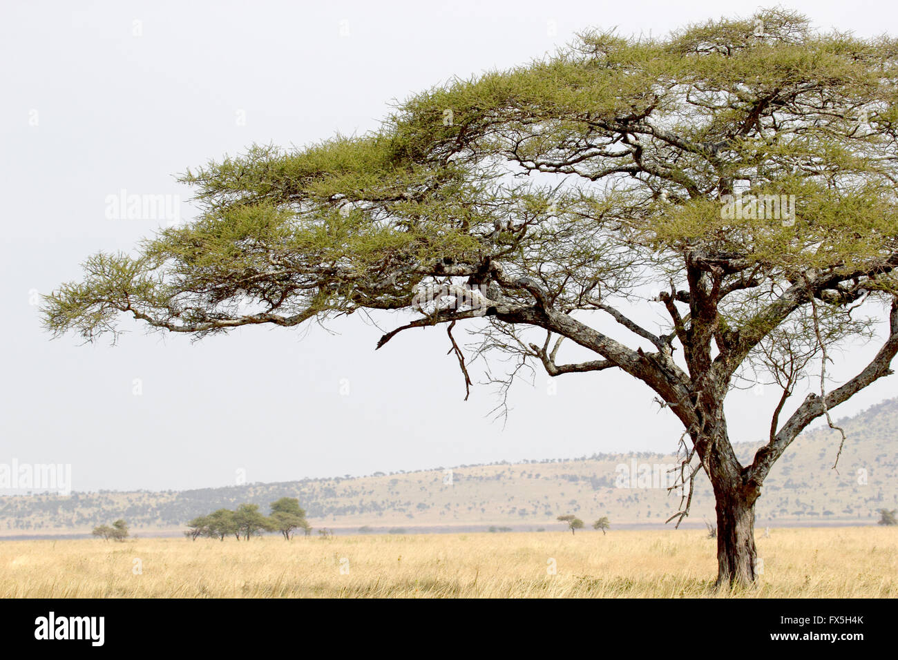 Green tree in closeup against savannah in Serengeti National park in