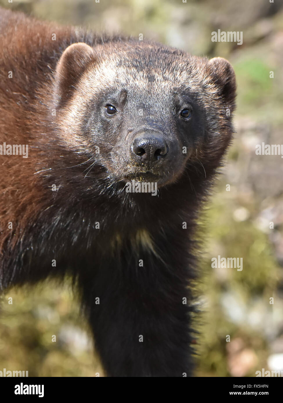 Closeup portrait of the wolverine seen from the front Stock Photo