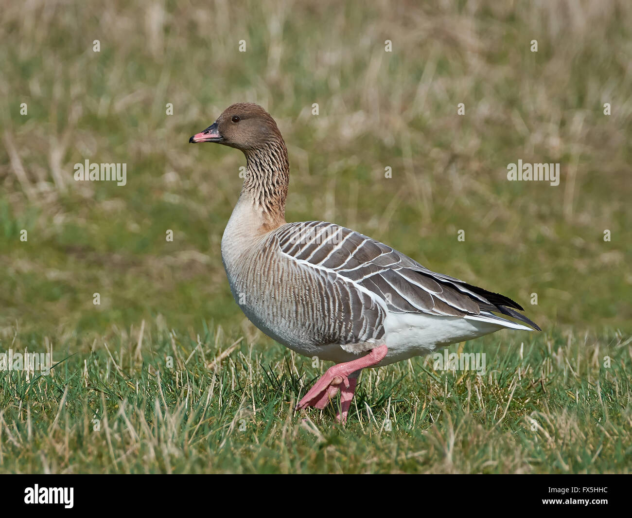 Pink-footed goose walking on the ground in its habitat Stock Photo