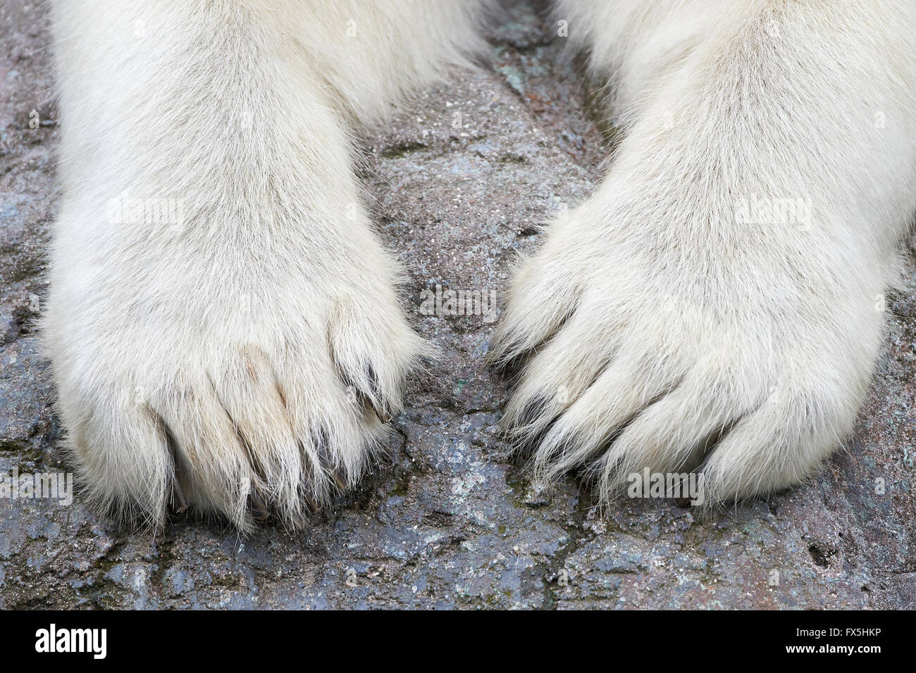 Closeup image of the white paws of a polar bear Stock Photo