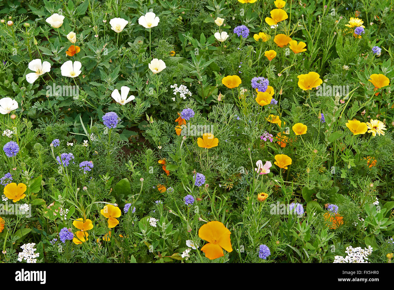 Beautiful wild flowers in differnt vivid colours Stock Photo