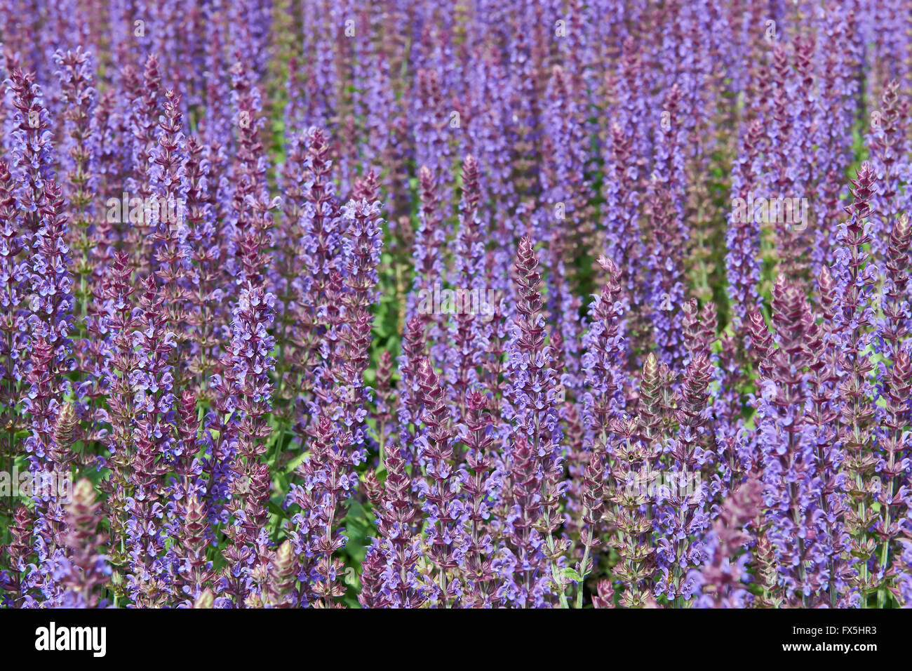 Scandinavian flower hires stock photography and images Alamy