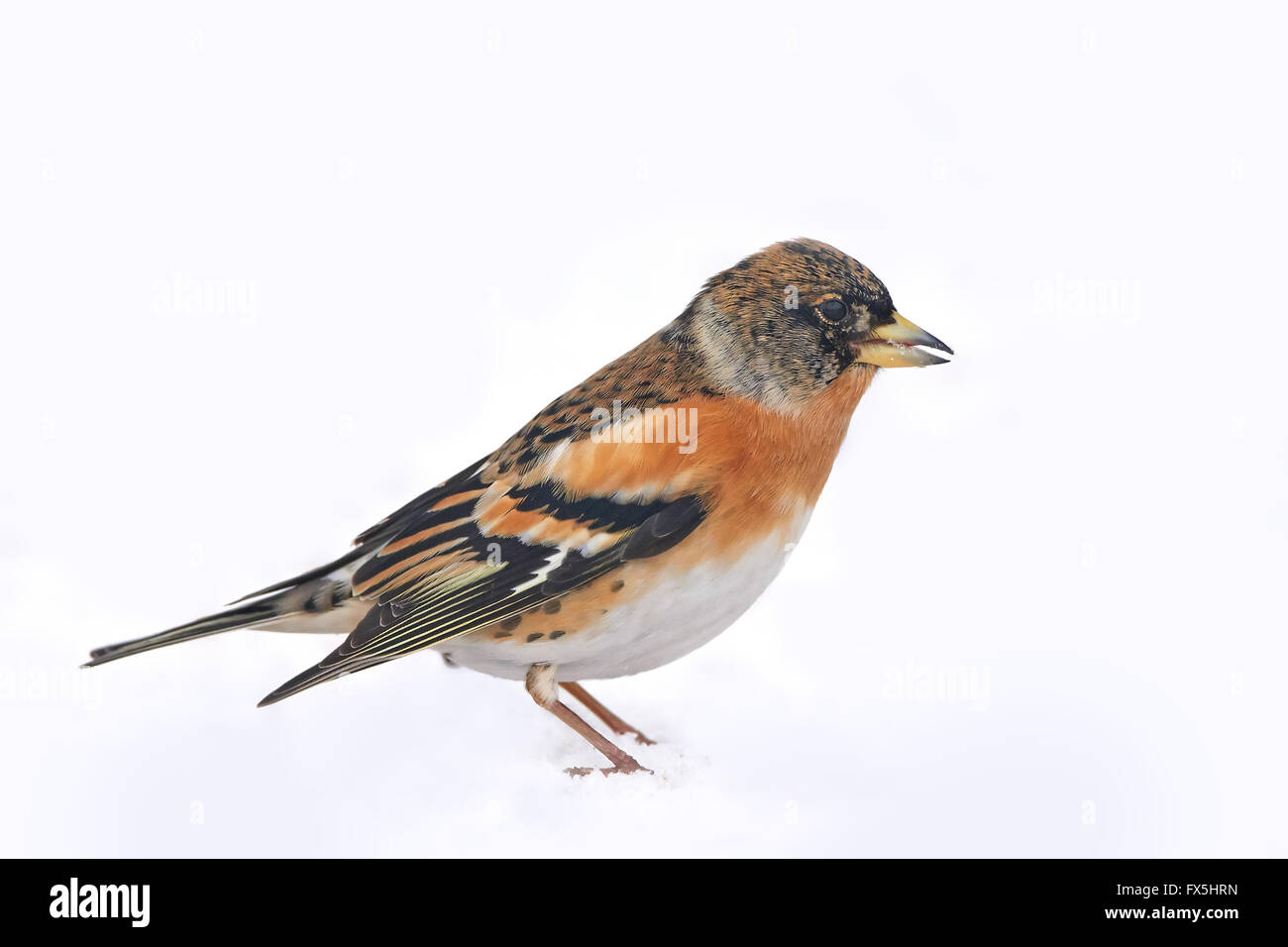 Closeup image of the Brambling resting on the ground in snow Stock Photo