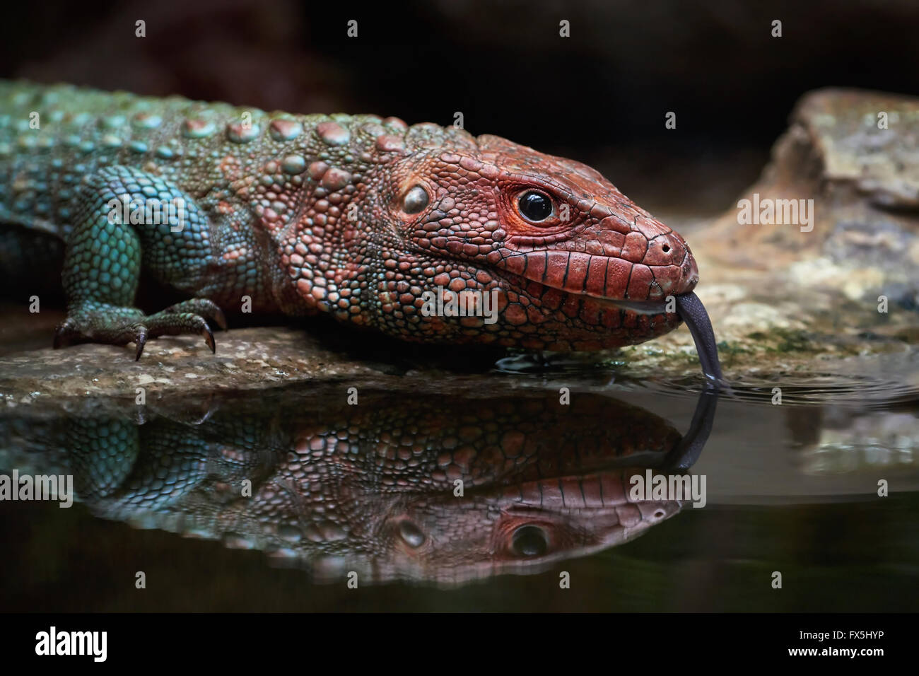 Closeup image of a Northern caiman lizard drinking water Stock Photo