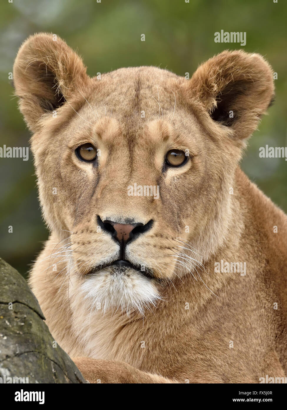 Closeup portrait of a lioness seen from the front Stock Photo