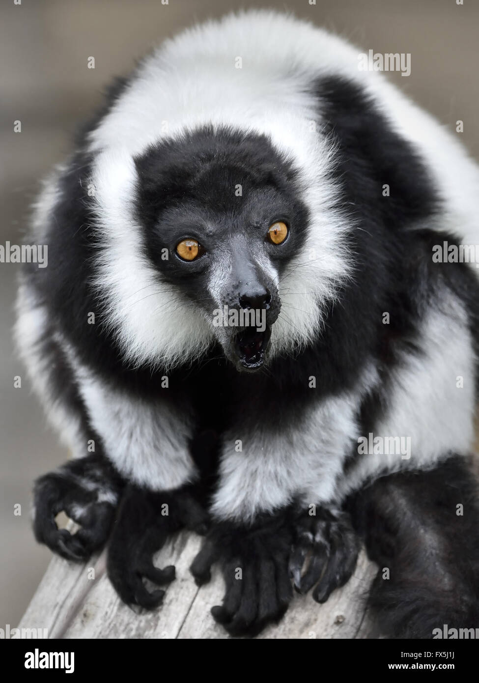 Animal sitting on trunk hi-res stock photography and images - Alamy Animal sitting on trunk hi-res stock photography and images - Alamy