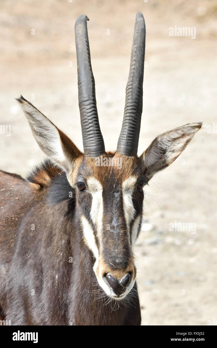 Closeup portrait of a Sable Antelope seen from the front Stock Photo