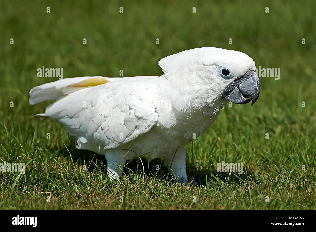 White Cockatoo walking on the ground in grass Stock Photo Alamy